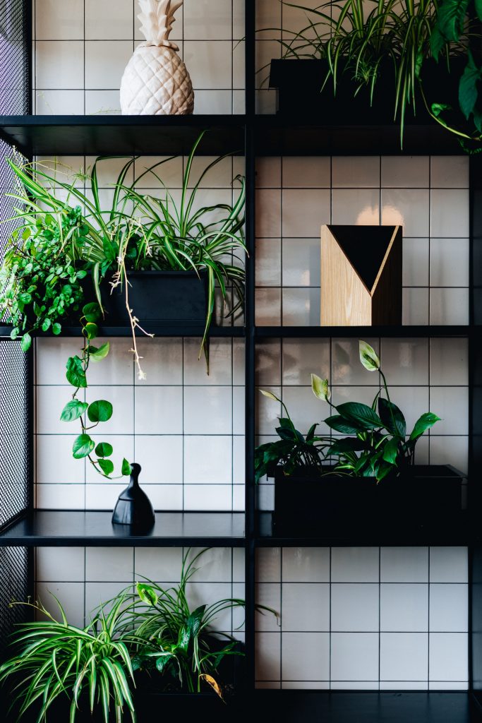 COVER - HOW TO CARE INDOOR PLANTS