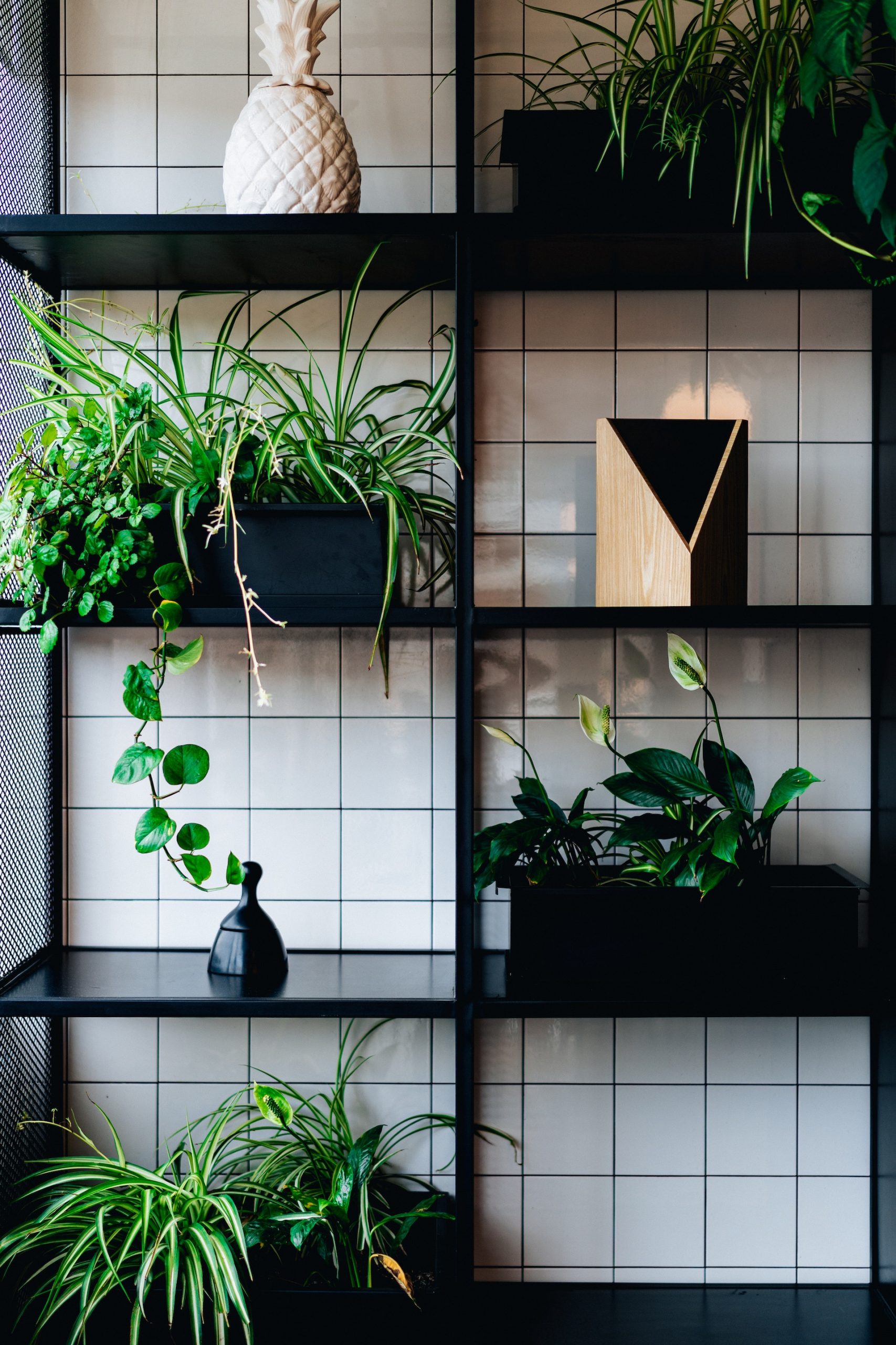 plants in vases on a furniture table