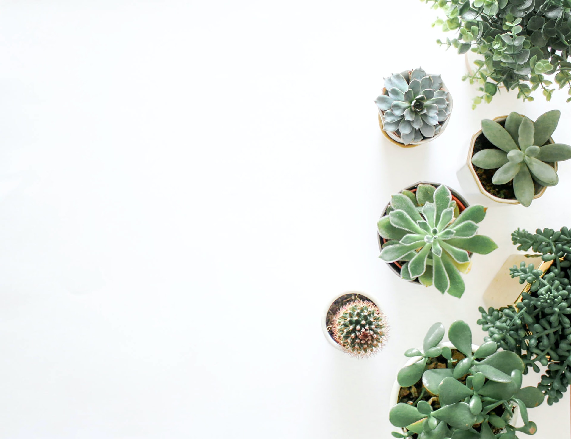 multiple plants in pots with white background