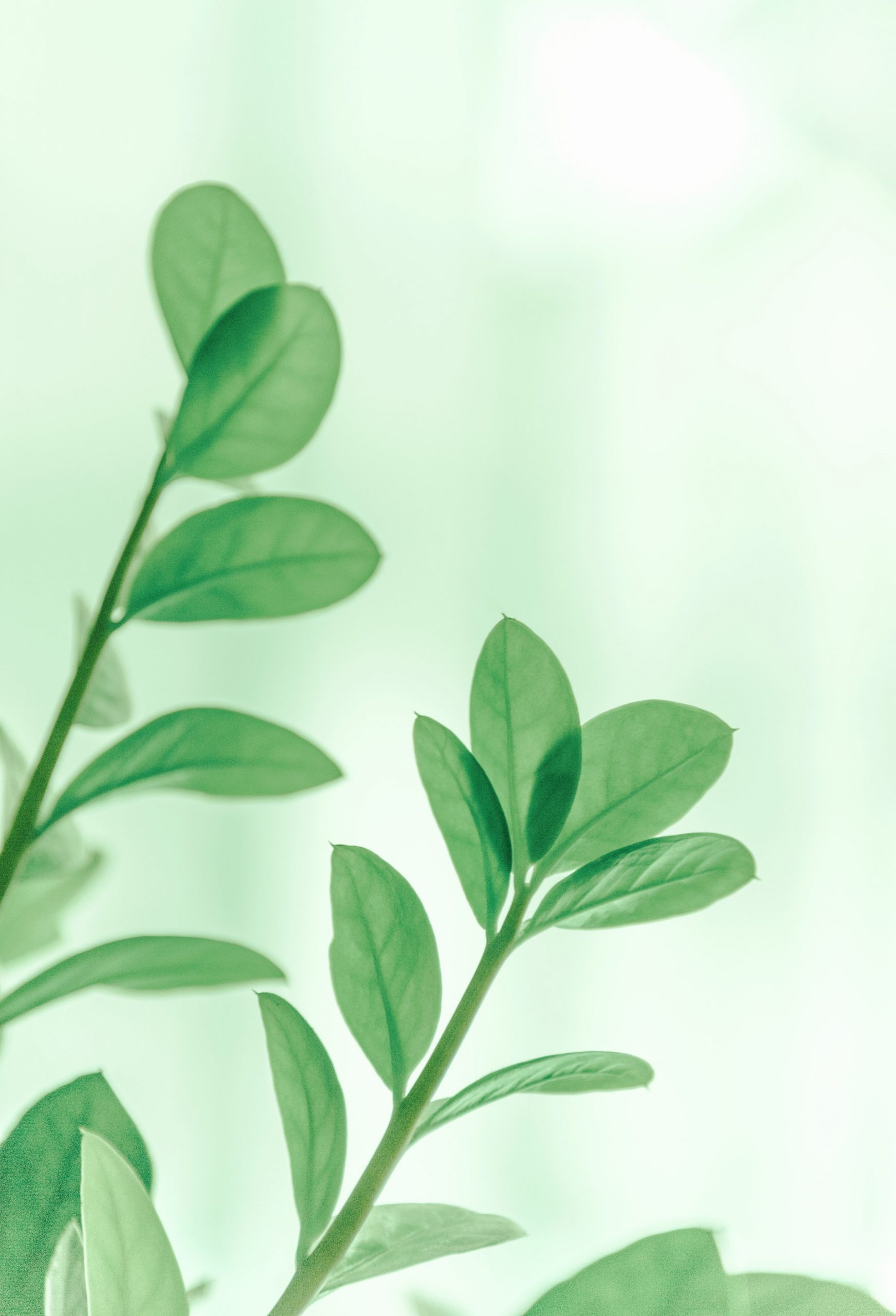 small light green leaves with a light green background