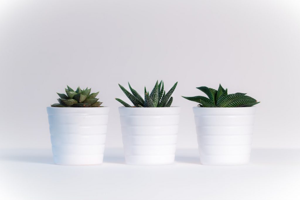 COVER - HOW TO CARE INDOOR PLANTS