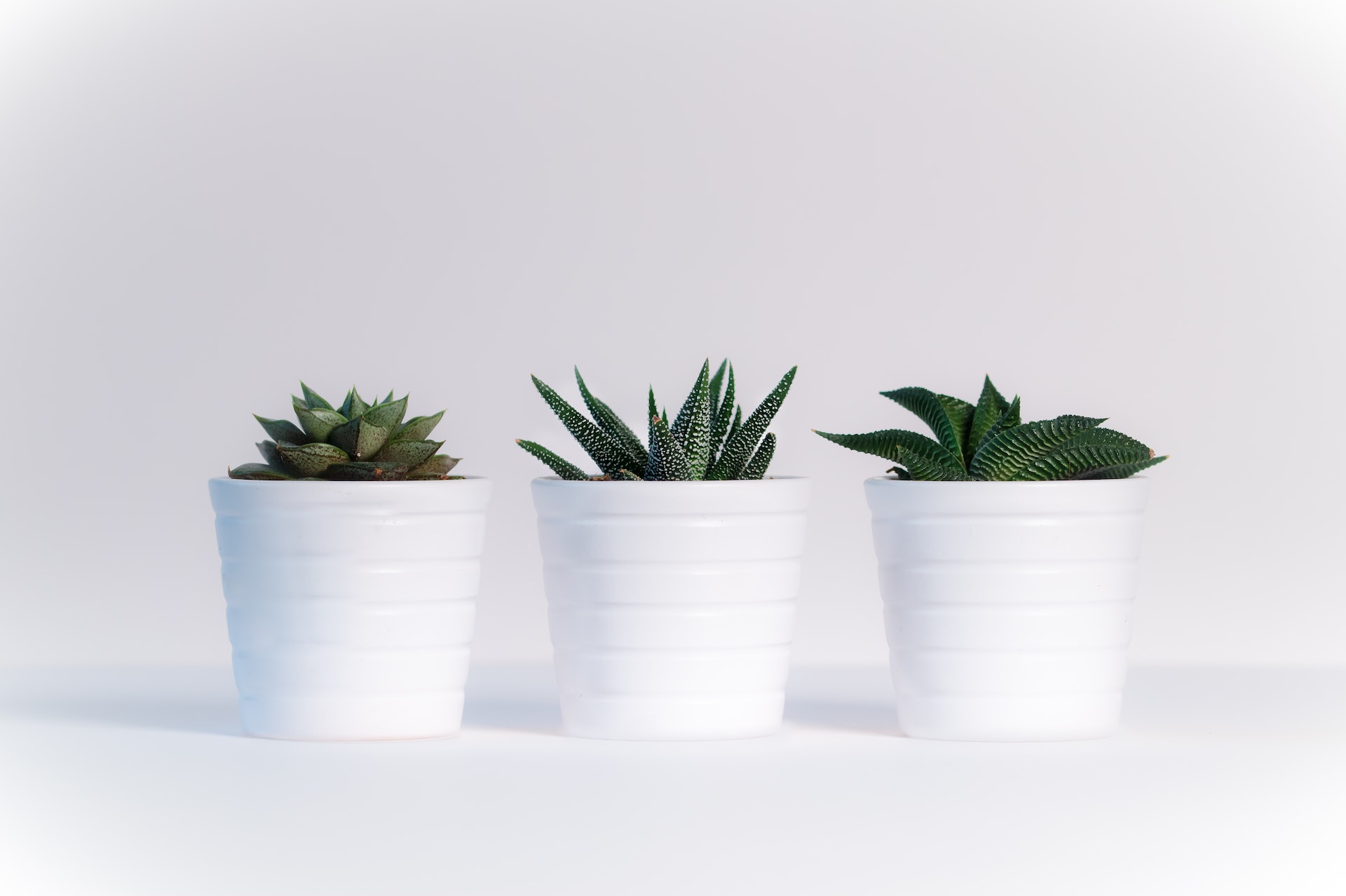 multiple small green plants in small white pots on a white background