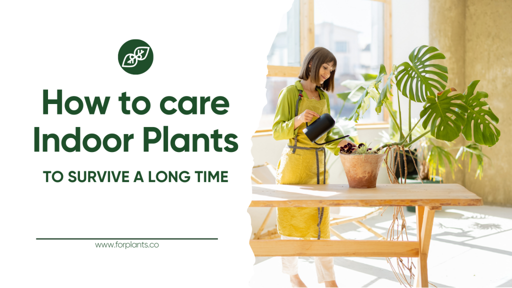COVER - HOW TO CARE INDOOR PLANTS
