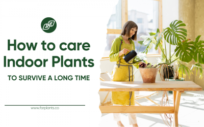 How to Care for Indoor Plants