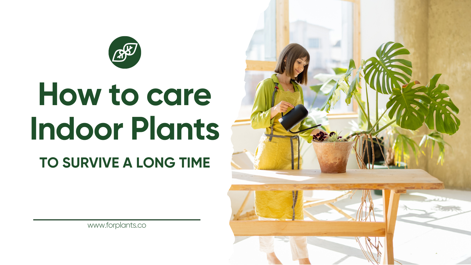 how to care indoor plants cover image for the For Plants brand