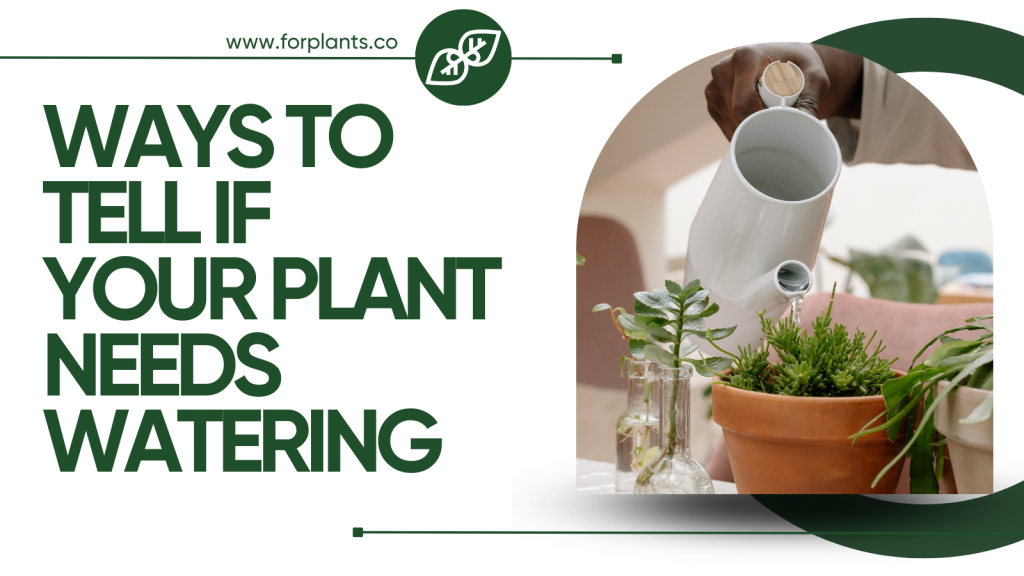 COVER - HOW TO CARE INDOOR PLANTS