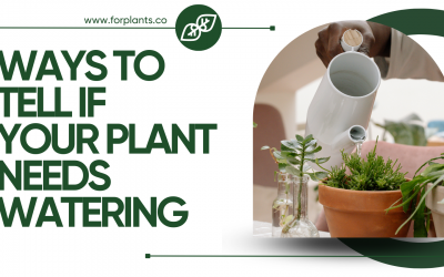 Ways to tell if your Plant needs Watering