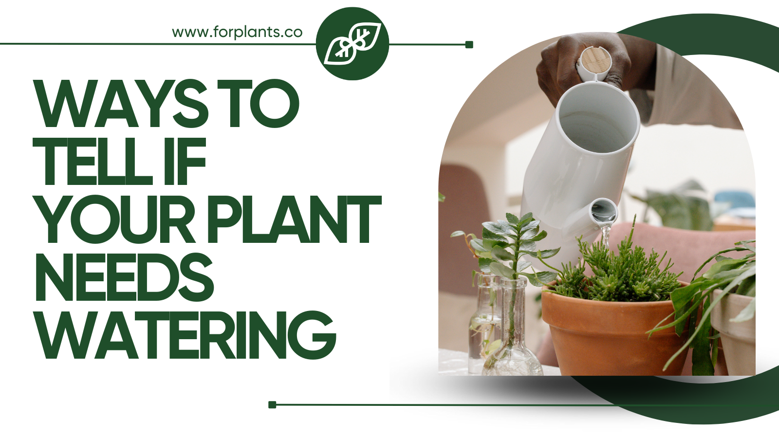 ways-to-tell-if-your-plant-needs-watering-for-plants