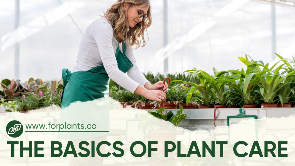 COVER - HOW TO CARE INDOOR PLANTS