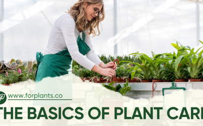 The Basics of Plant Care