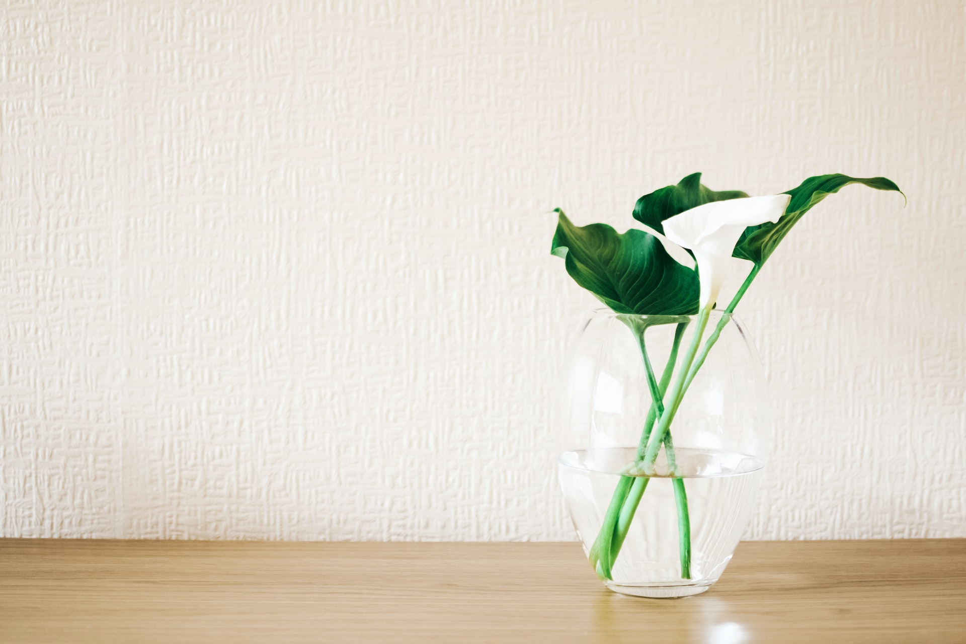 plant leaves with flower in a clear glass vase