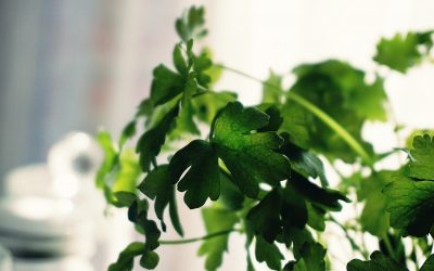 How to Care for a Cilantro Plant