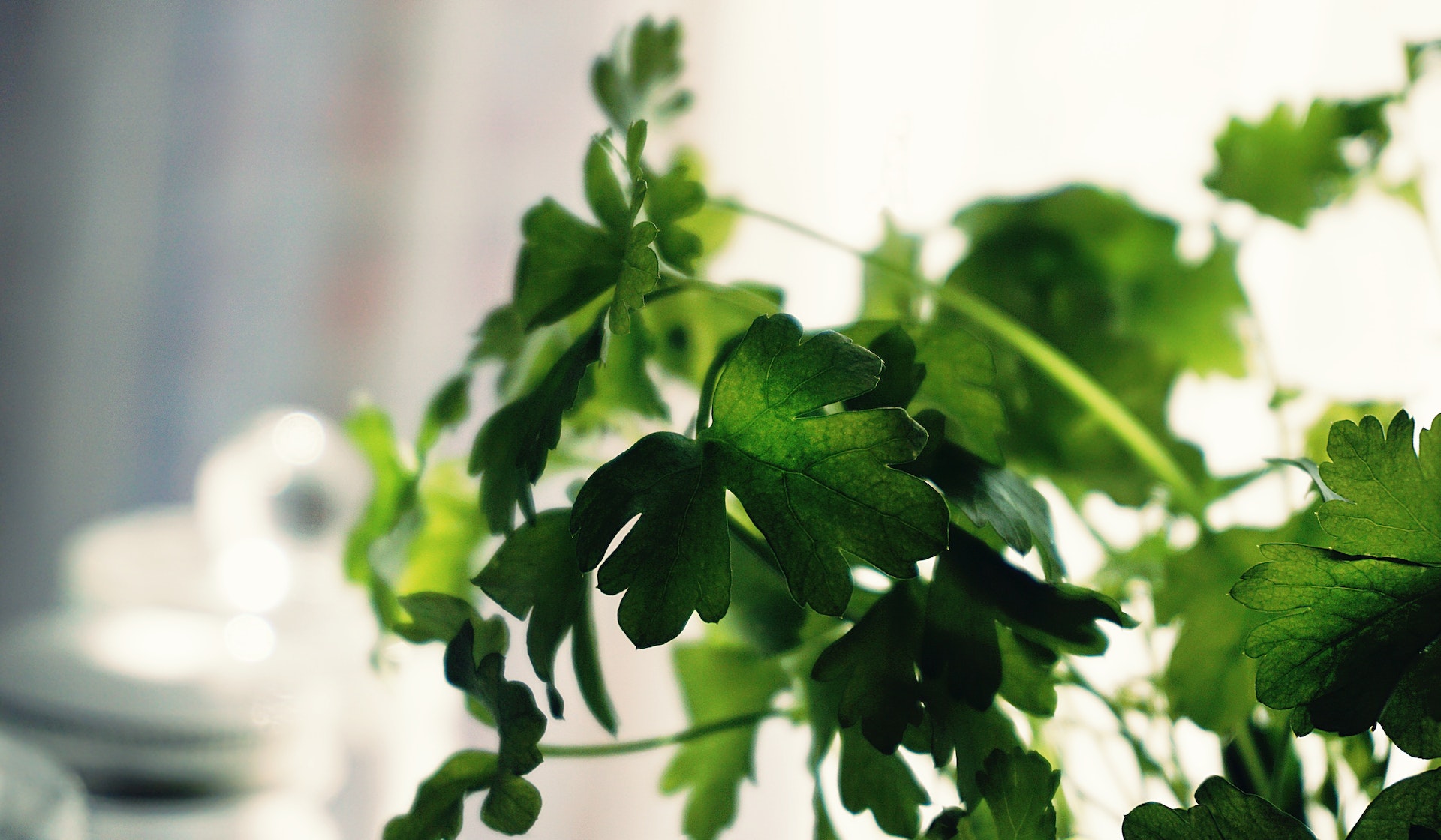 close up of a green cilantro plant