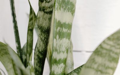 Common House Plants and their Benefits