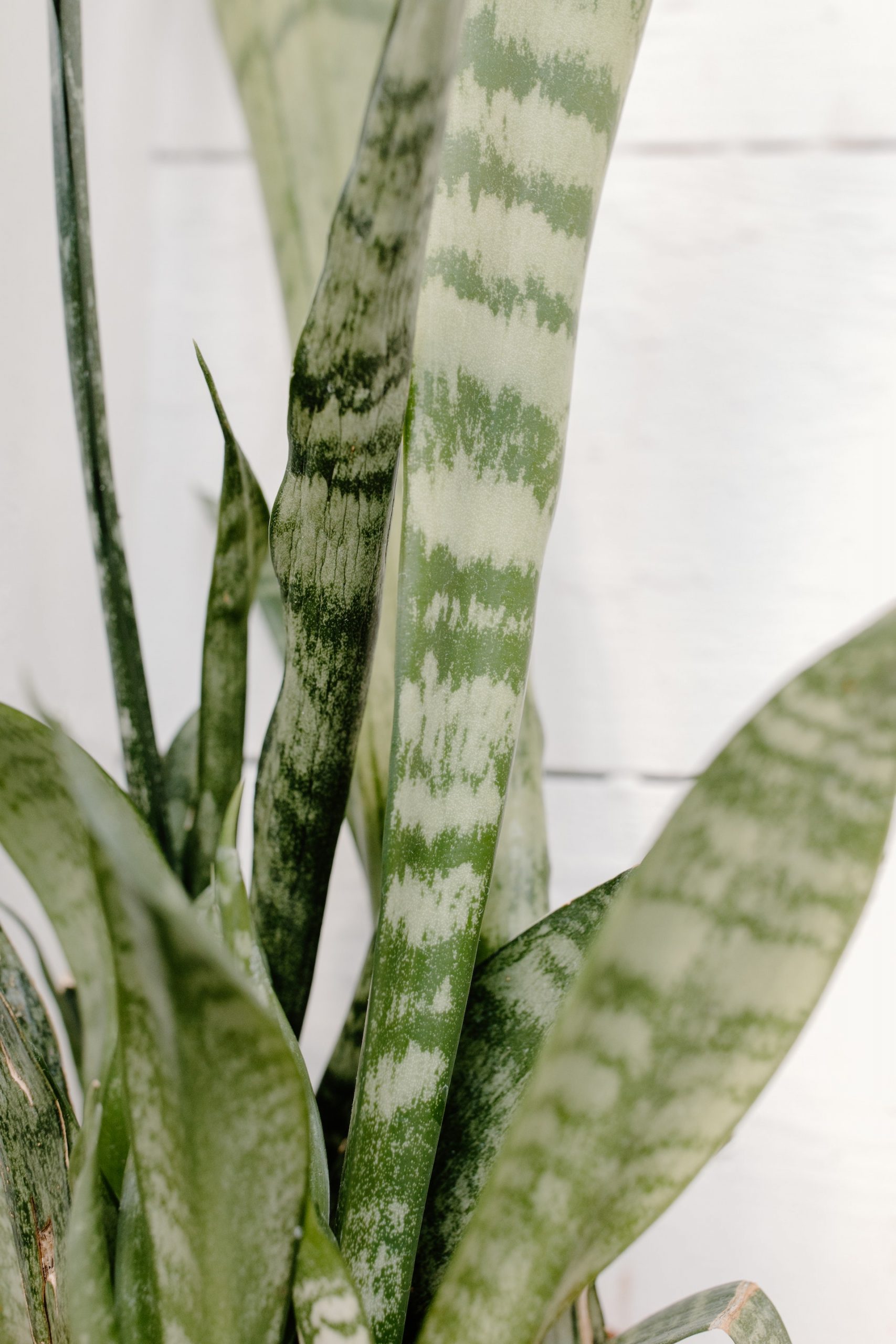 close up of a snake plant