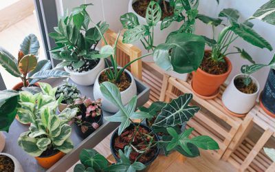 The Benefits Of Having Indoor Plants In Your Home