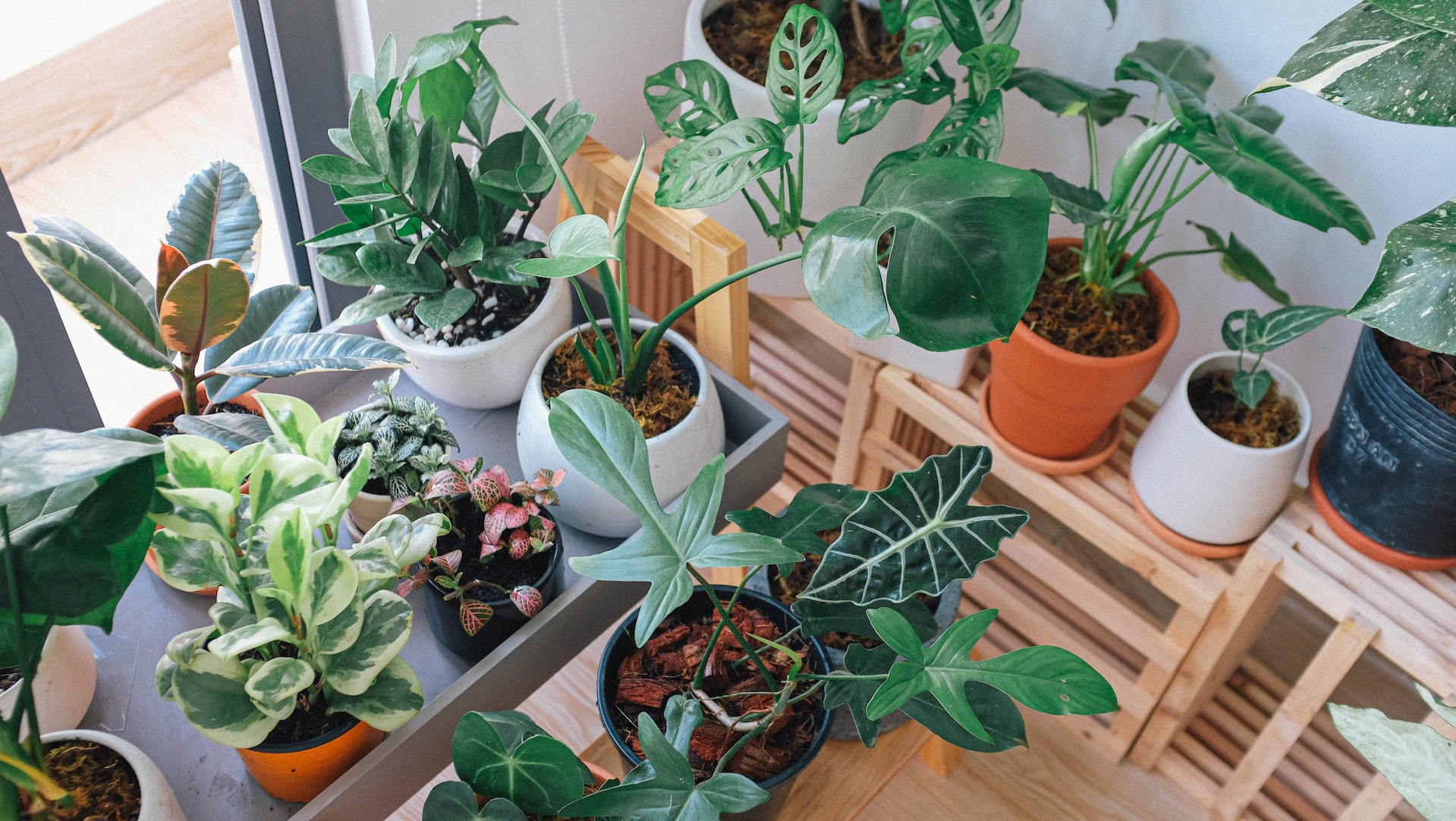 many green plants with lush leaves in various pots