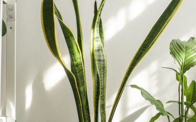 Snake Plant Benefits in your Home