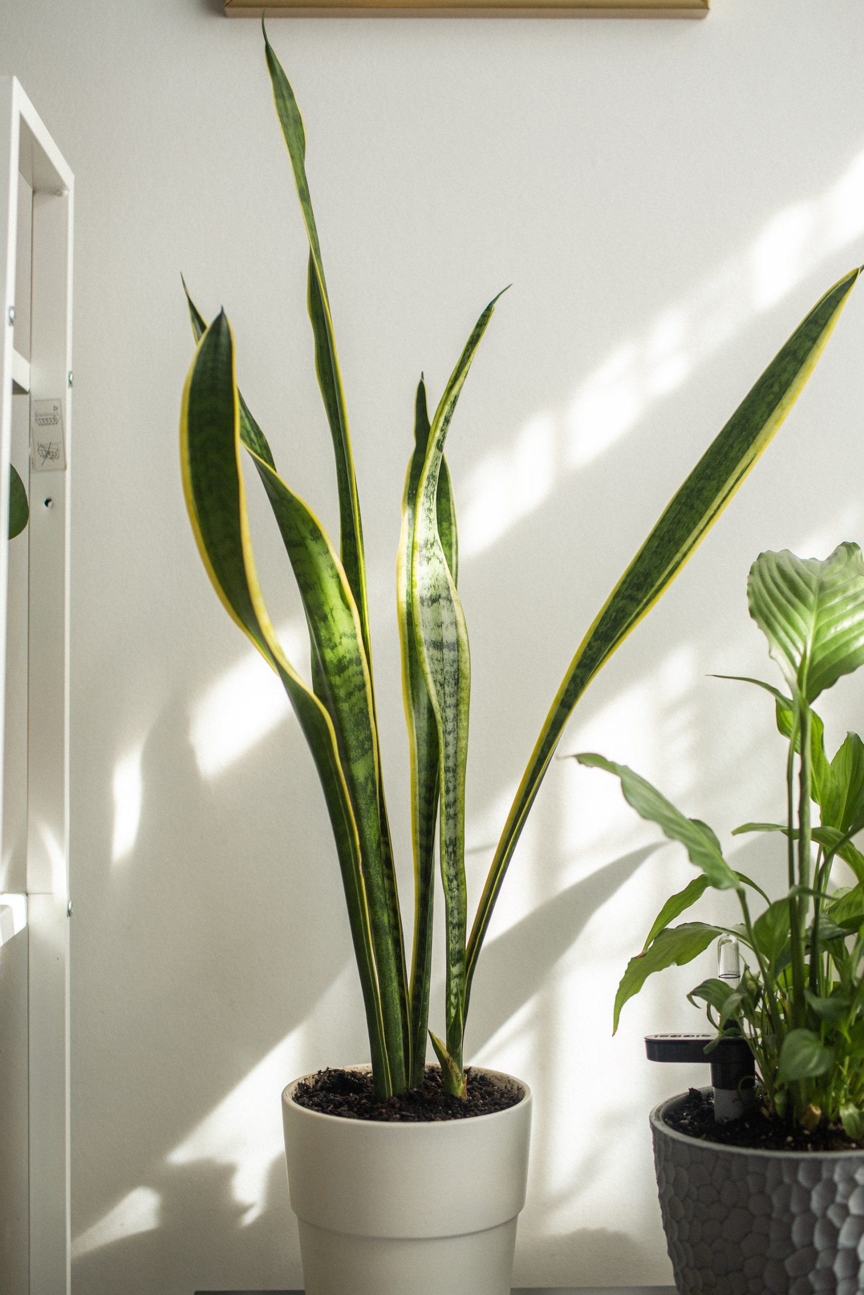 snake plant in a white pot inside a nice well lit room