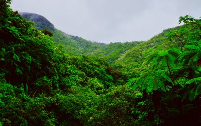 What are Rainforest Plants