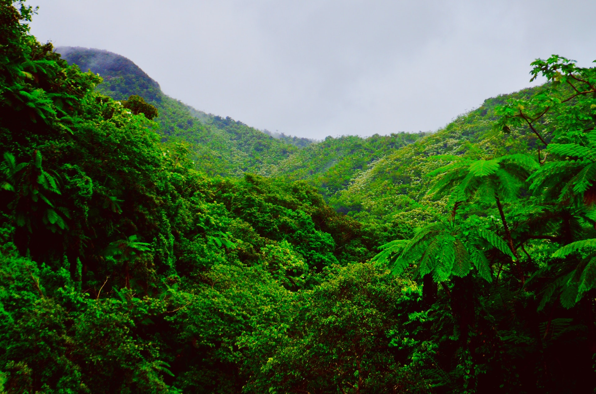 lush jungle forest