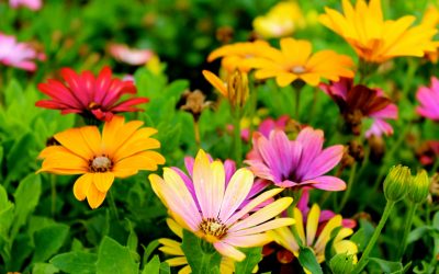 General Garden Care Tips For Every Season