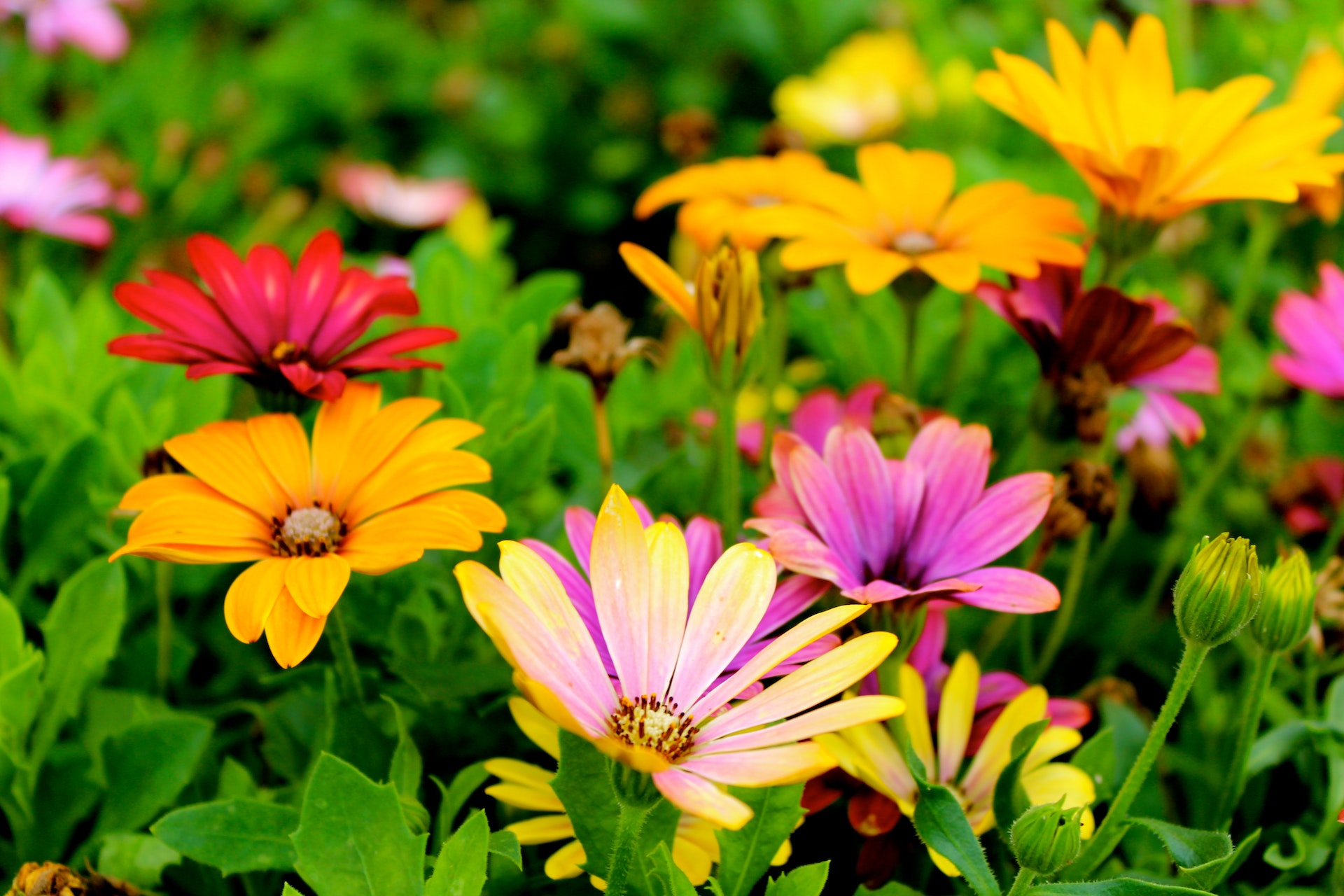 flowers in a meadow with green grass