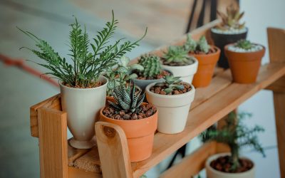 Have Fun with Planting Indoor House Plants