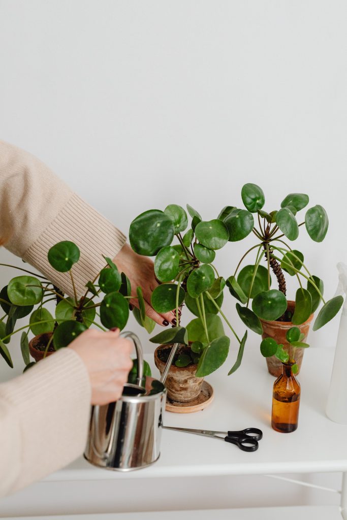 COVER - HOW TO CARE INDOOR PLANTS