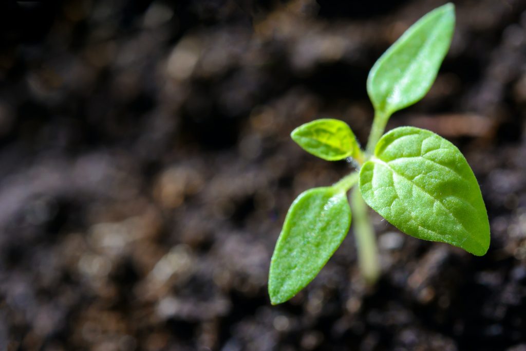 COVER - HOW TO CARE INDOOR PLANTS