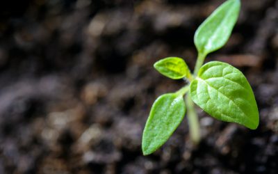 Steps by Step Process For Beginners to Successfully Grow a Plant