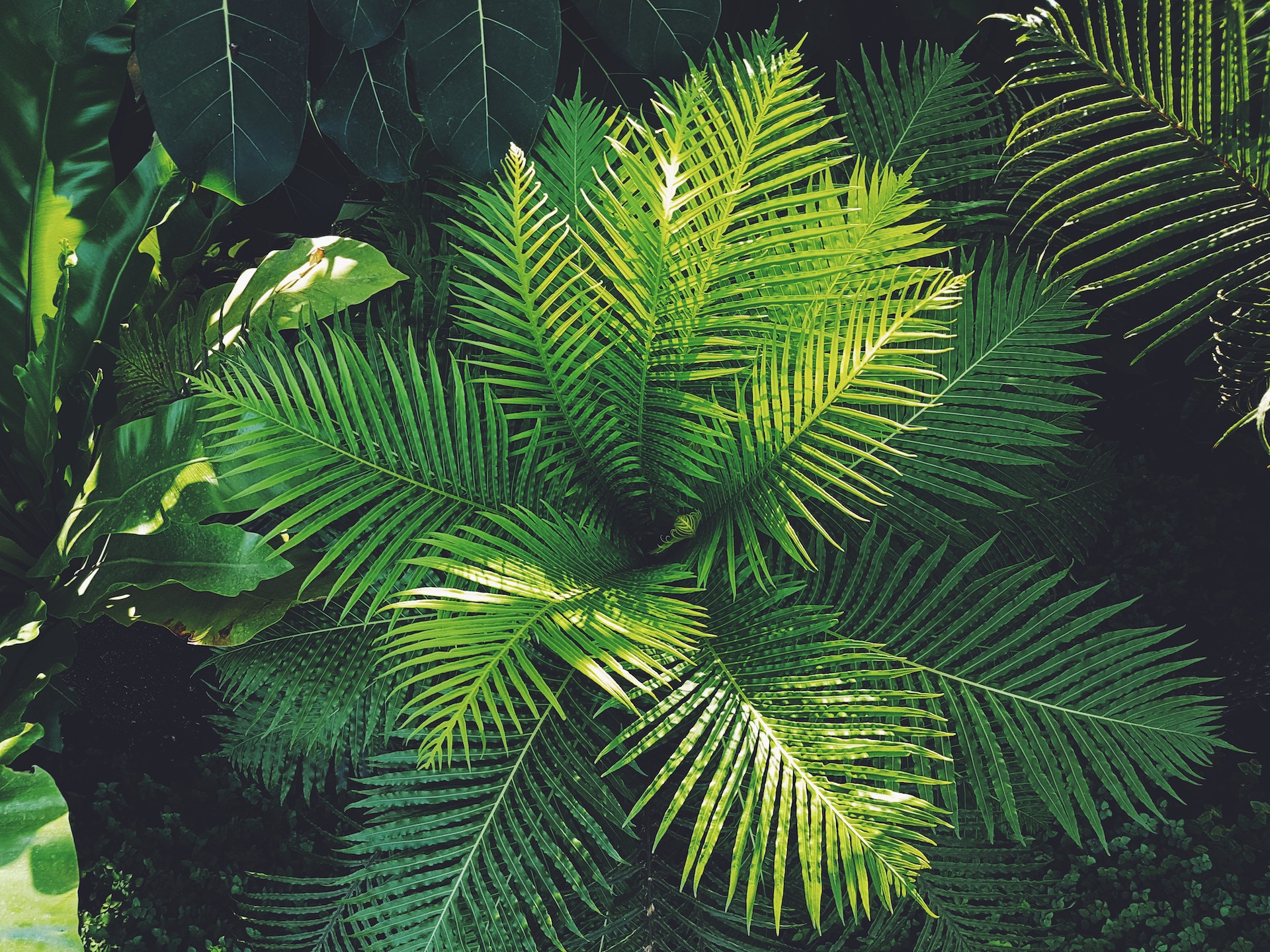 Green plants in nature.