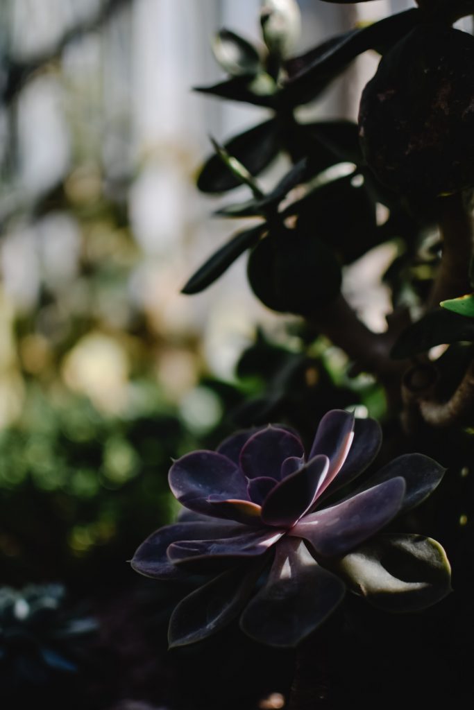 COVER - HOW TO CARE INDOOR PLANTS