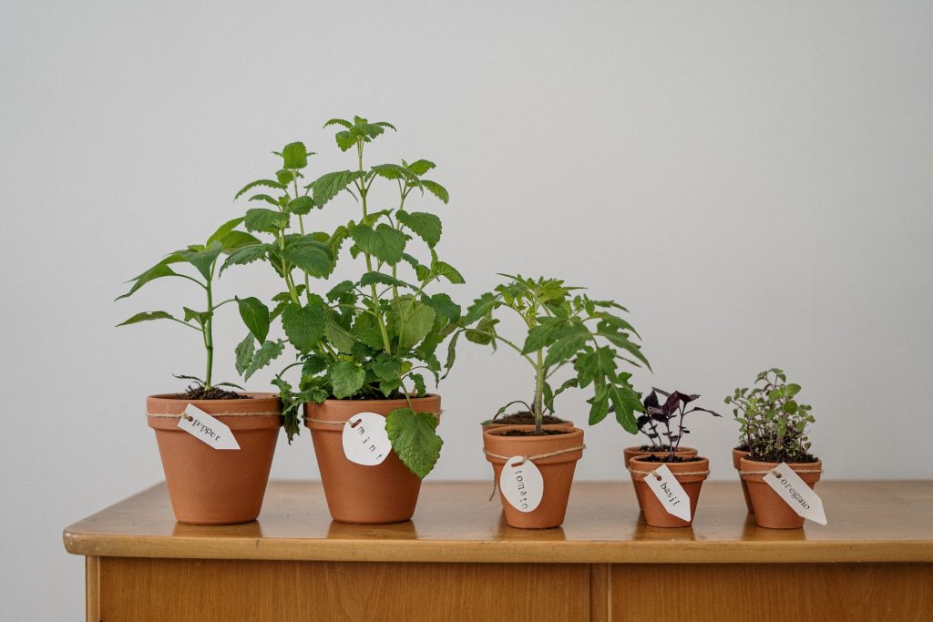 COVER - HOW TO CARE INDOOR PLANTS