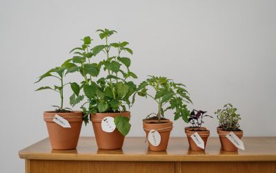 Flower Pots — Beautiful Flowers on Display