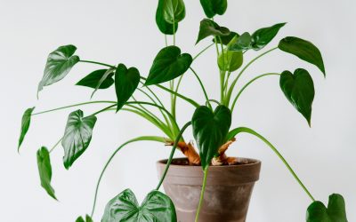 How to Care for an Angel Plant: A Guide for Plant Enthusiasts