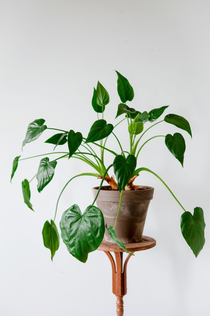 COVER - HOW TO CARE INDOOR PLANTS