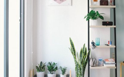 Keep your House Plants Healthy with this Indoor Plant Care Guide