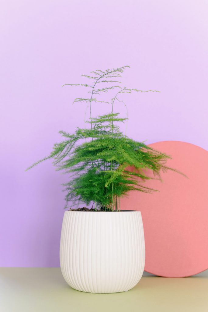 COVER - HOW TO CARE INDOOR PLANTS