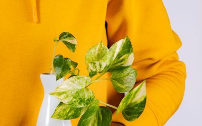 What to do when my plant has yellow leaves