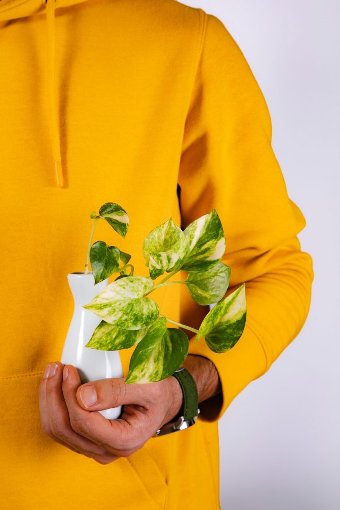 COVER - HOW TO CARE INDOOR PLANTS