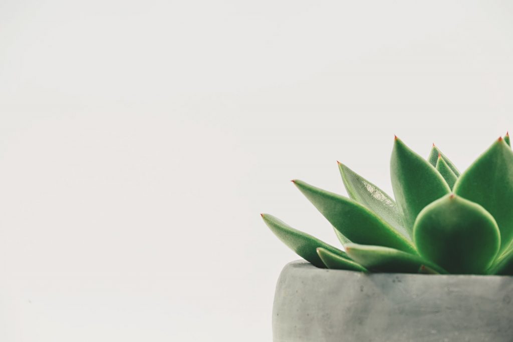 COVER - HOW TO CARE INDOOR PLANTS