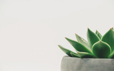 How Succulent Plants Add Beauty & Health to a Home