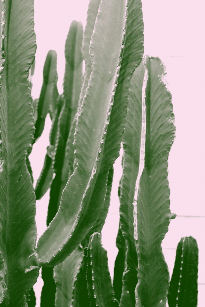COVER - HOW TO CARE INDOOR PLANTS