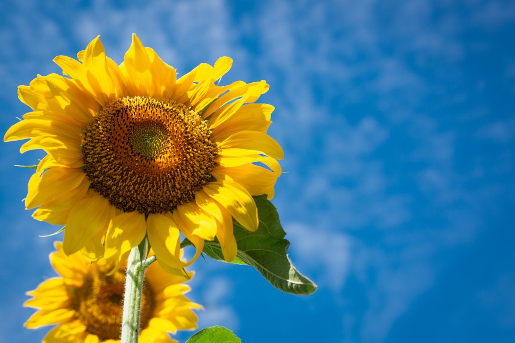 COVER - HOW TO CARE INDOOR PLANTS