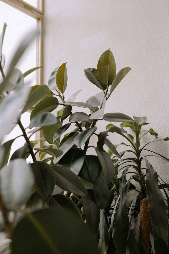 COVER - HOW TO CARE INDOOR PLANTS