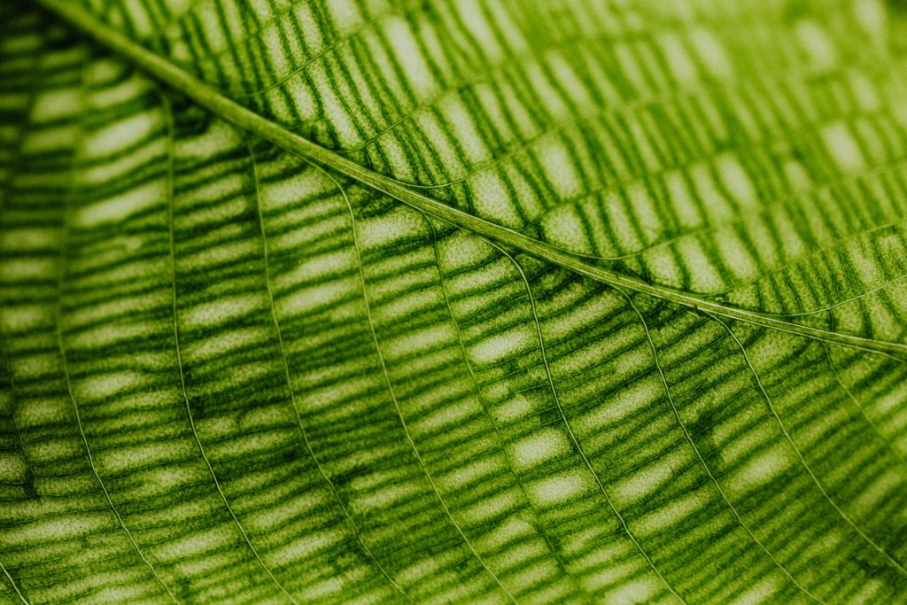 COVER - HOW TO CARE INDOOR PLANTS