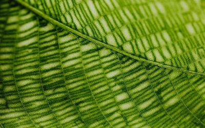 The science of photosynthesis and how plants produce energy