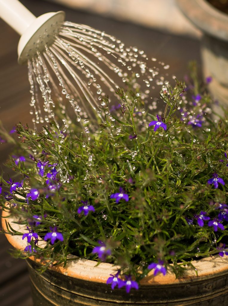 COVER - HOW TO CARE INDOOR PLANTS