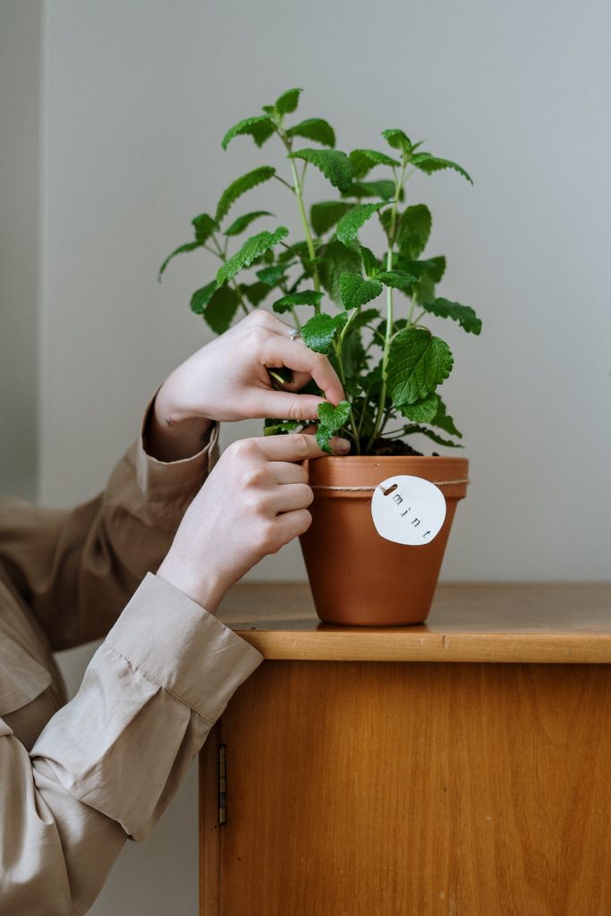 COVER - HOW TO CARE INDOOR PLANTS
